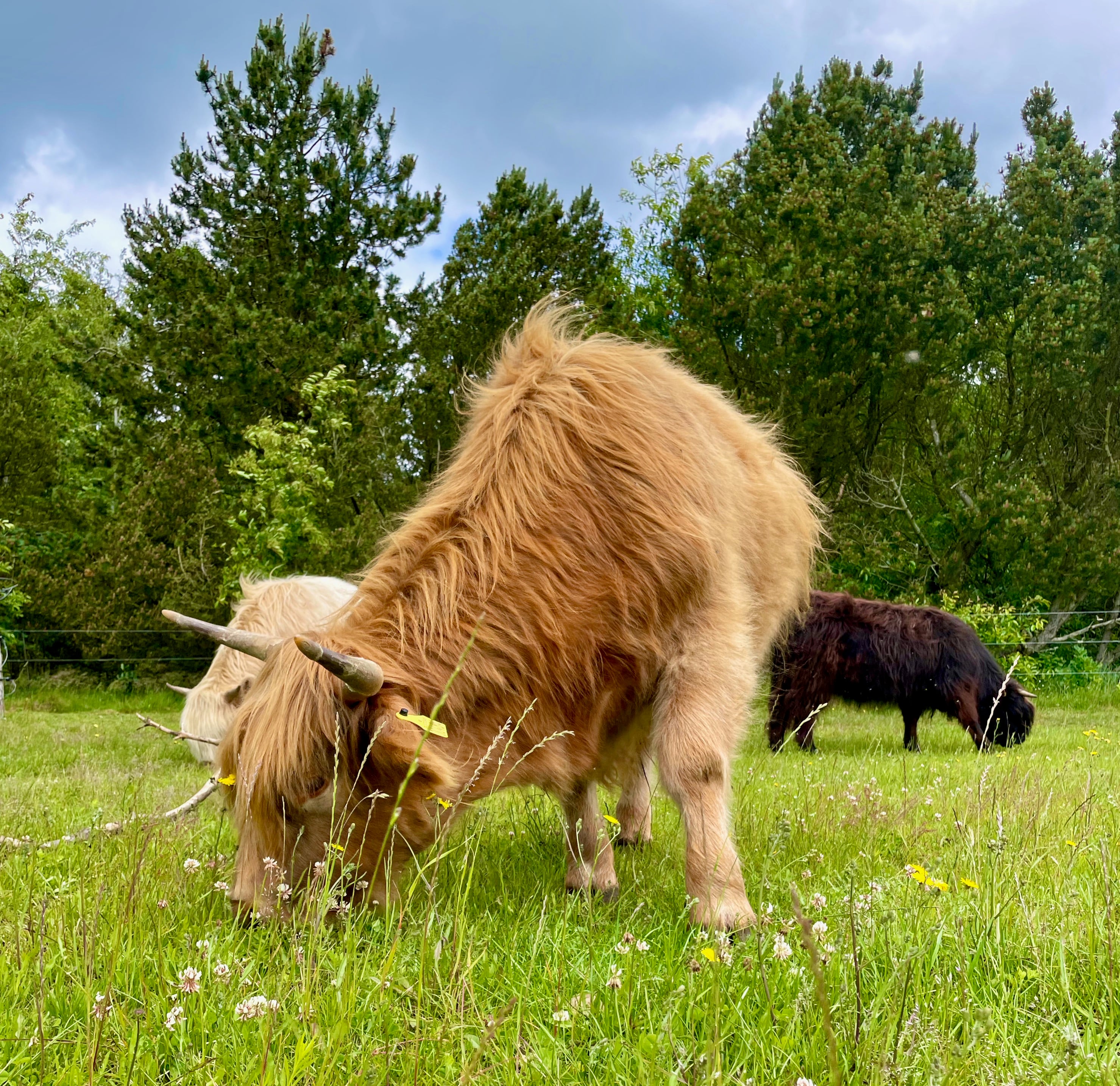 Campingplads med bondegårdsdyr i naturen Campingplads med bondegårdsdyr i naturen